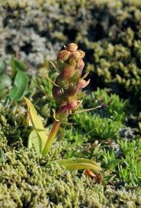 Other Passions 2: Wild orchids