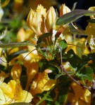 Other Passions 2: Rhododendrons