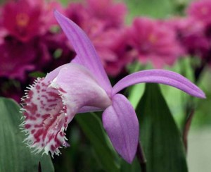 Other Passions 1: Pleione limprichtii