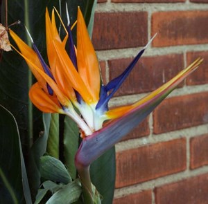 Other Passions 1: Strelitzia reginae (Bird of paradise)