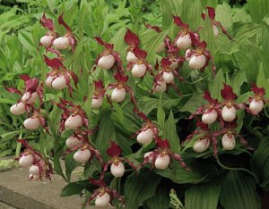 Other Passions 3: Cultivated orchids