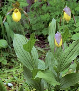 Other Passions 3: Cultivated orchids