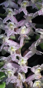 Other Passions 3: Cultivated orchids