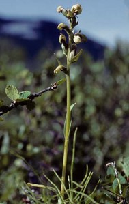 Platanthera obtusa oligantha