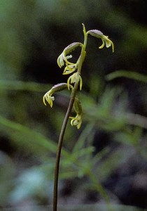 Corallorhiza trifida