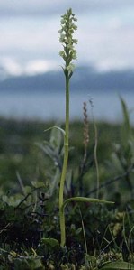 Pseudorchis straminea