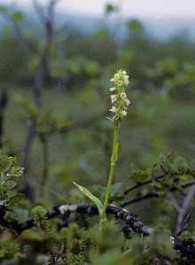 Leuorchis albida