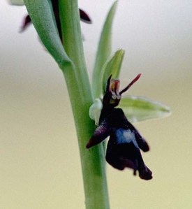 Ophrys insectifera