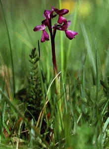 Anacamptis morio