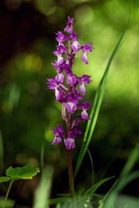 Orchis mascula