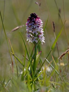 Orchis ustulata