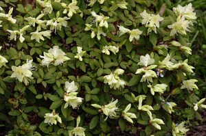 Rhododendron keiskei