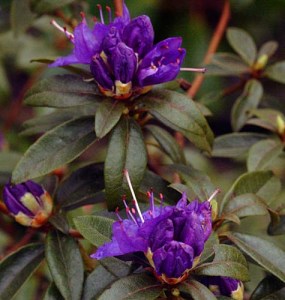 Rhododendron russatum