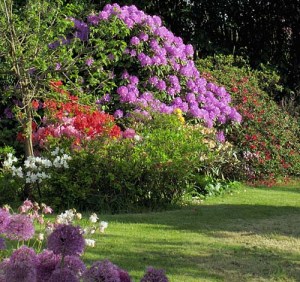 Rhododendron catawbiense