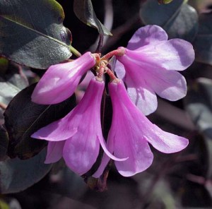 Rhododendron cinnabarinum